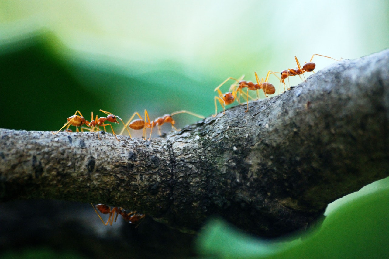 usuwanie mrowek